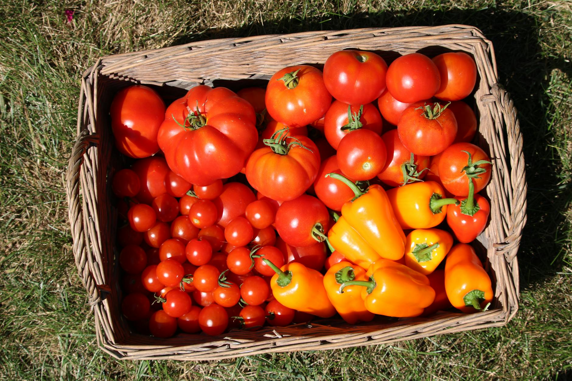A basket full of fresh red tomatoes and yellow bell peppers from a garden in Wisconsin.