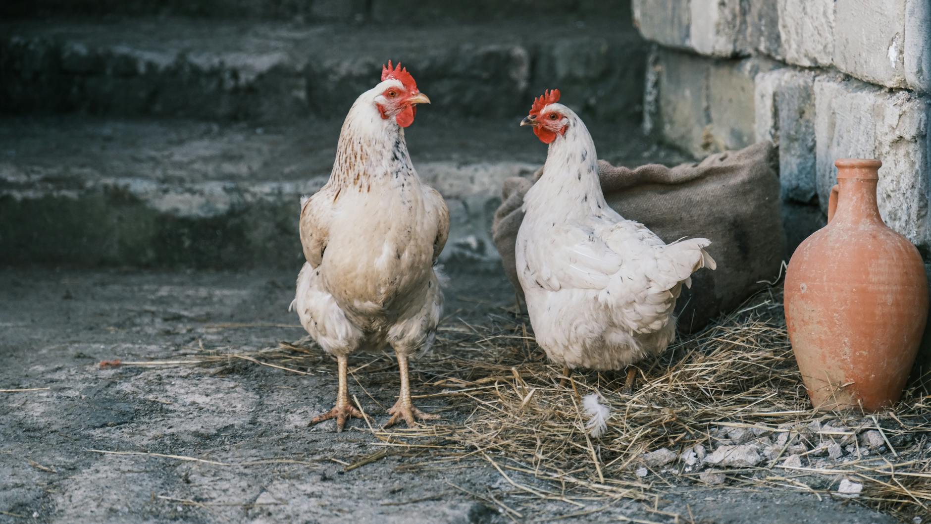 Farm Animal Kitchen Decor Is Making a Comeback